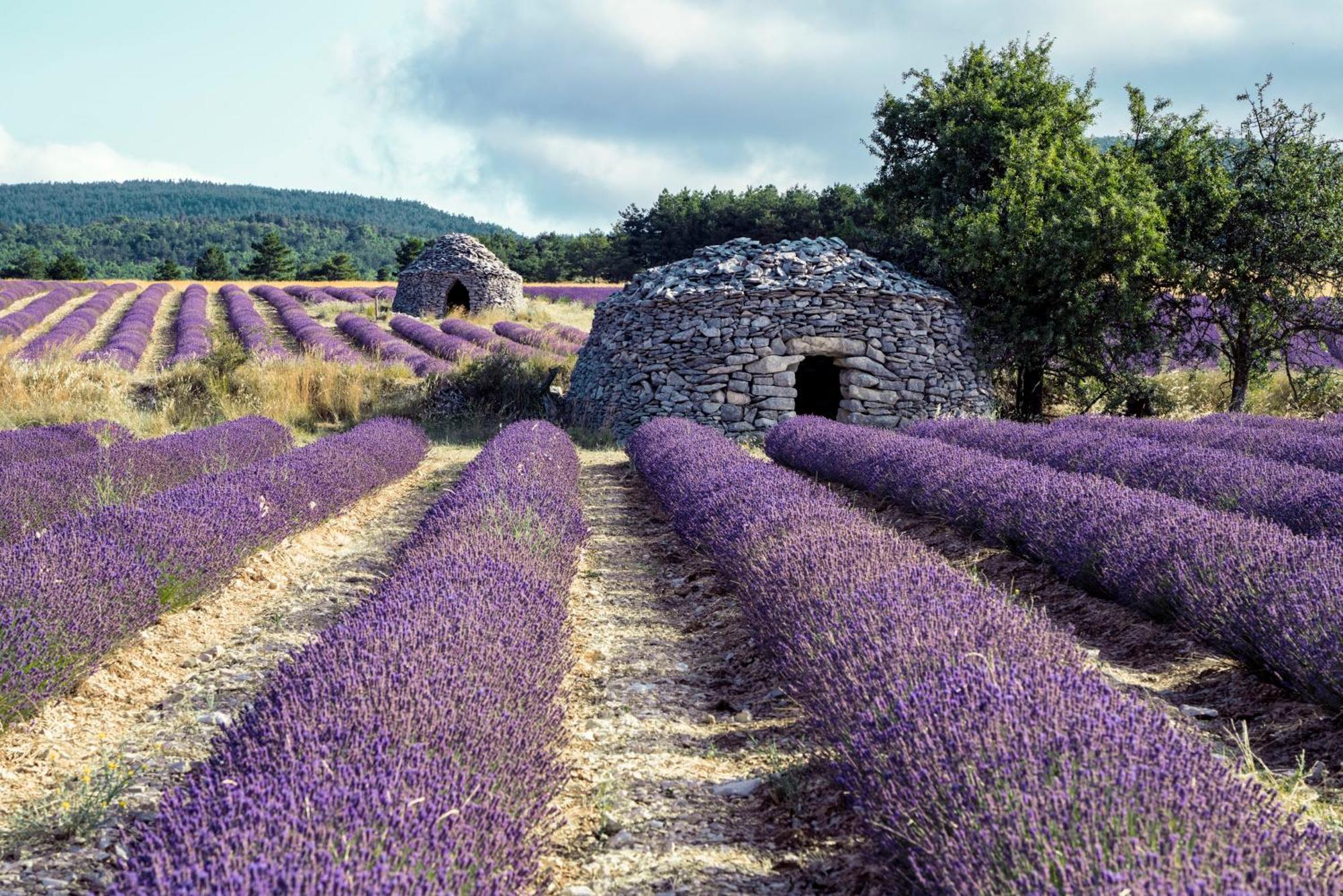 Le Cabanon Des Lavandes Entre Mont Ventoux Et Luberon Sault-de-Vaucluse